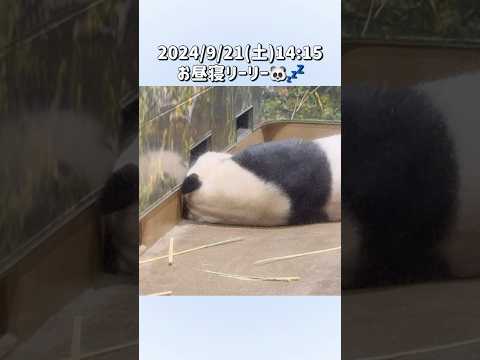 【2024/9/21(土)お昼寝💤リーリー＆シンシン🐼】〜上野動物園〜