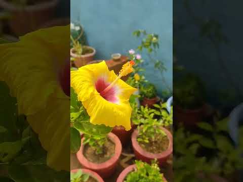 Beautiful Yellow Hibiscus Flowers #hibiscus #yellowhibiscus #easygardeningtips