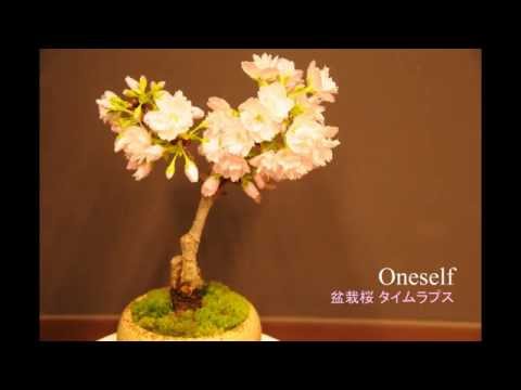 盆栽桜（旭山桜） 蕾から開花までのタイムラプスムービー｜Oneself