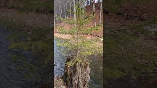 #4k Phoenix Tree Reborn From Dead Tree In The River ~ #relaxation Noise #riversounds #moss