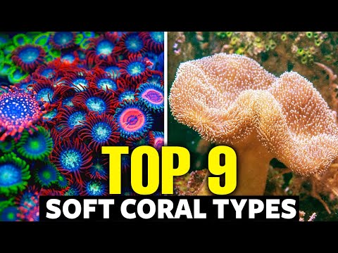 The 9 Best Soft Corals For Beginners 🐠