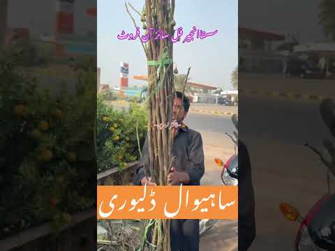 #injeer #fig #drplants #drnursuries #fruits #fruitlover #plantloversofinstagram #Sahiwal