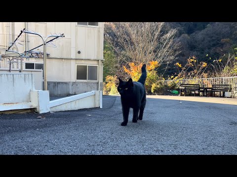 坂道で追いかけてくる黒ねこちゃん　No.８１２　に　２０２４年　１１月３０日　８：００　のくろねこちゃん　black cat