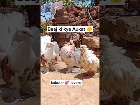 kabootar attitude 😡 || kabutar ki video || #kabutar #pigeon #youtubeshorts #shortsfeed #viralvideo