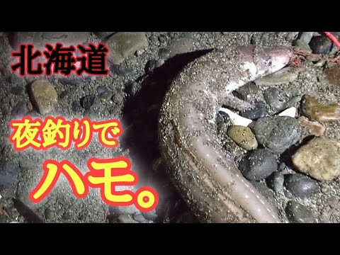 【太平洋】砂浜で夜釣り🐟️釣れたのはハモ？アナゴ？