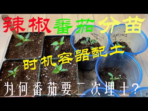 【渔耕笔记】种辣椒 番茄 | 如何给辣椒分苗 西红柿分苗移苗？ 时机容器配土