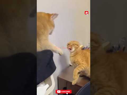 #cat #catfunny #catfight #dog #funny # comedy #youtubeshorts #shorts #subscribe# cat sound