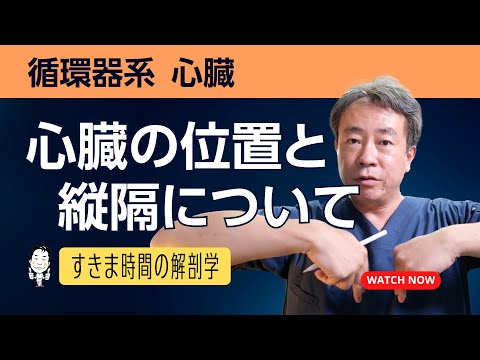 心臓の位置と縦隔について【 #かずひろ先生 #解剖学 】循環器系