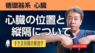 心臓の位置と縦隔について【 #かずひろ先生 #解剖学 】循環器系