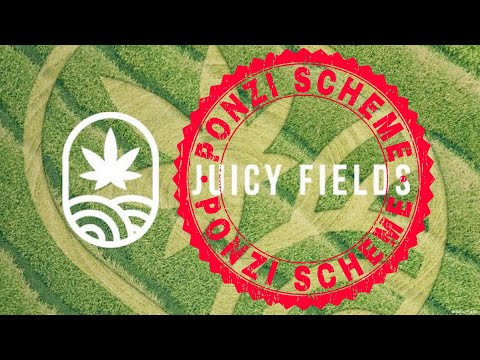 Juicy Fields – The Spanish Weed Ponzi Scheme