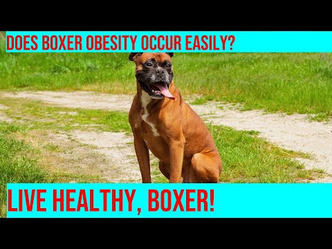 How to Help Your Boxer Maintain a Healthy Weight