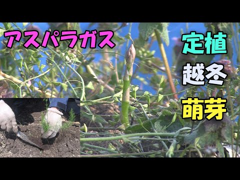 【アスパラガス】畑へ定植、越冬、萌芽　9カ月の記録