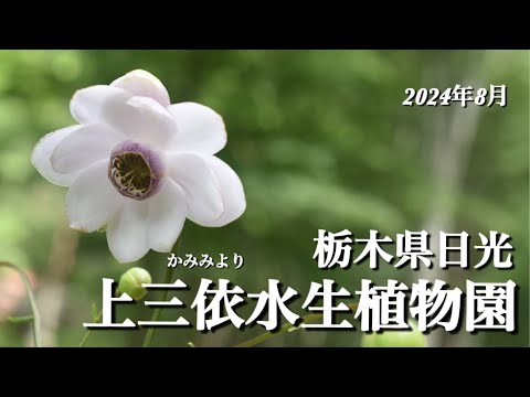 【日光上三依水生植物園】 8月 真夏の季節に山歩きをしなくてもまだまだ花活が出来る場所