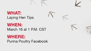 Purina® Flock Talk™ Workshop: Laying Hens