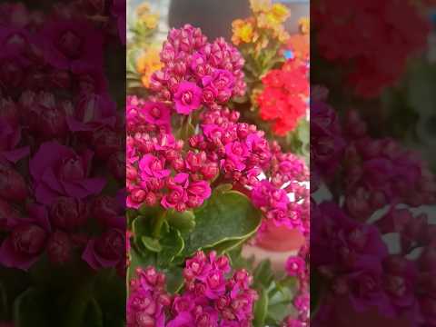 Beautiful flowers#kalanchoeplant#youtubeshorts #shortsvideo