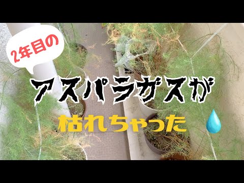 家庭菜園【食糧備蓄】9月なので春菊種まきしてみた