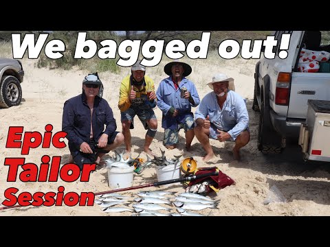 HOT TAILOR BITE 🔥🔥Orchid Beach, Fraser Island!