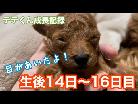 生後14日〜16日目開眼しました！【トイプードル】テテくん成長記録