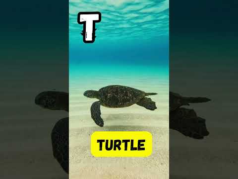 ABC Underwater Animals 🌊🐟 | Fun Learning Song for Kids | UZR Learning | #abcd #shorts