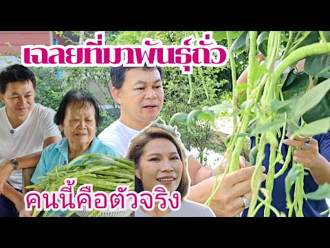 เฉลยแล้วพันธุ์ถั่วฝักยาว(มาก) มาจากไหน #บ้านสวนกำภูEp1114