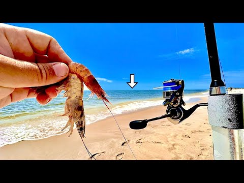 Tossed a CUT! SHRIMP off this BEACH and Caught DINNER! [Catch, Clean, Cook]