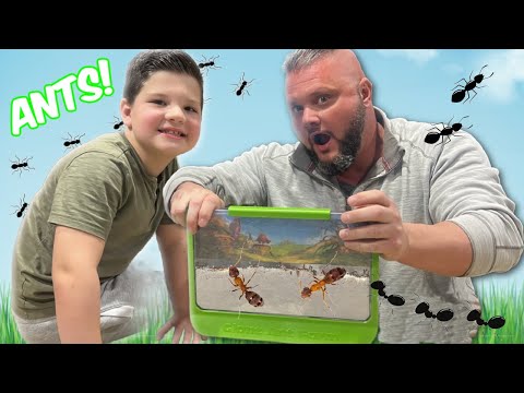 ANTS in MY HOUSE!! Caleb and Dad build an ANT FARM for kids!