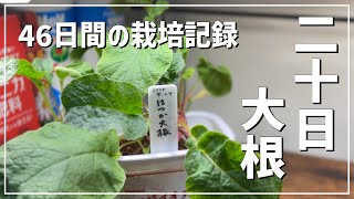 土ブロックで二十日大根栽培してみた / 栽培過程 / 二十日大根の育て方 / 秋の家庭菜園 / 土ブロック栽培 / LED栽培