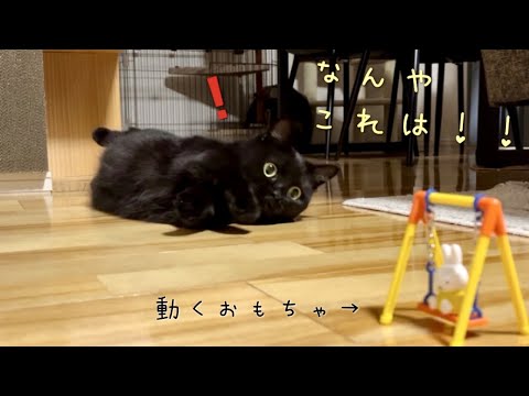 ブランコに乗ったミッフィとの遊び方が可愛すぎる黒猫