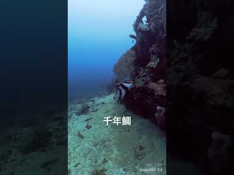 1000年に1度？センネンダイ登場！#バリ島