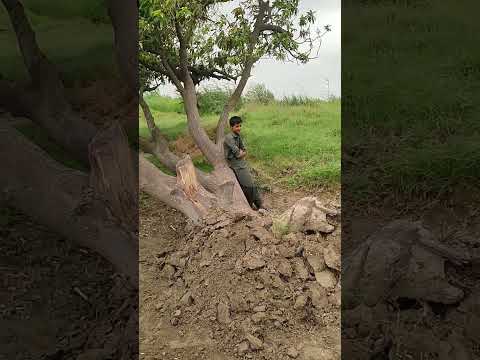 "Harvesting the Sweet Rewards  #FruitfulHarvest #MangoTrees #LaborWork #FruitfulHarvest #GreenThumb