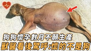 The dog in the family was pregnant but did not want to give birth. After the veterinary examination