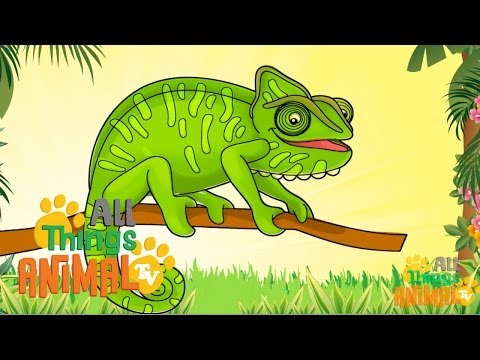 * CHAMELEON * | Animals For Kids | All Things Animal TV