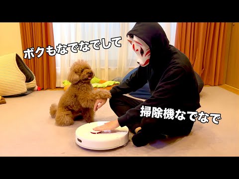 掃除機を撫でてたら愛犬が嫉妬し始めたw【トイプードル】