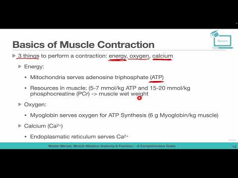 Basics of Muscle Contraction