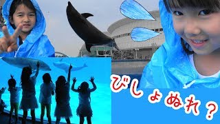 イルカショーでびしょ濡れ？！まーちゃん、おーちゃんと名古屋港水族館★HIMAWARIちゃんねる×にゃーにゃちゃんねる