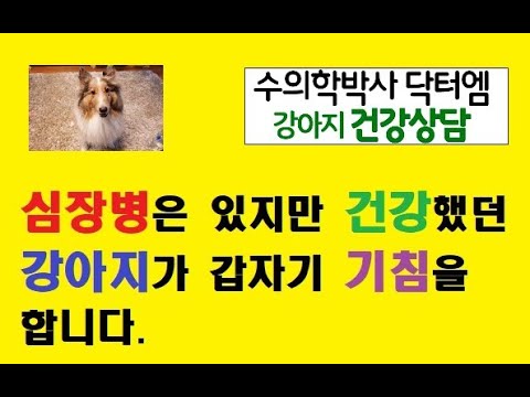 심장병 진단 후 2년동안 건강했던 강아지가 최근 심한 기침을 하는데 어떻게 해야 하나요?