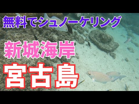 【はじめての宮古島】リピート必須！宮古島グルメと無料で楽しむシュノーケリングポイント【３泊４日宮古島旅行】3日目VLOG