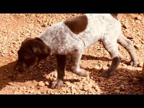 DAY 44!  GERMAN SHORTHAIR POINTER PUPPY CUTENESS!