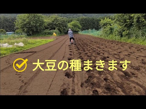 【大豆の種まき】