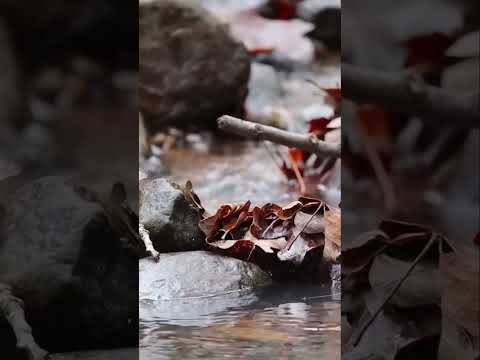 Nature's Hidden Wonders 🌿🐾   A Journey Through the Forest! 🌳 #diy