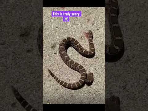 Watch as decapitated snake bites its own body