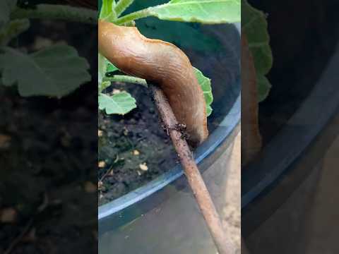 Reduce slug and snail  from your garden