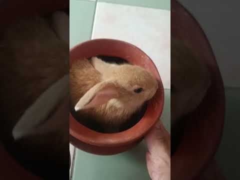 Rabbit on pot