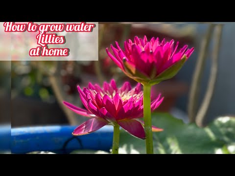 How to grow waterlillies in pot at home | Grow waterlillies on your terrace Garden (FAST & EASY)