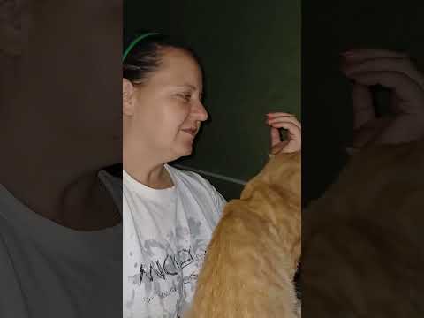 кот не даёт работать за компьютером #shortvideo #cat #cutecat #lovecats