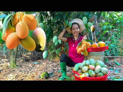 Harvest Green Mango Garden goes market sell - Gardening - Mai Nha Tranh