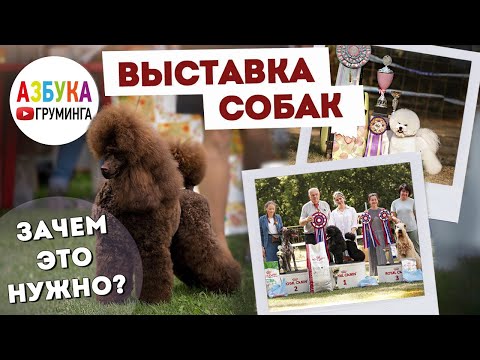 Для чего нужны выставки собак??