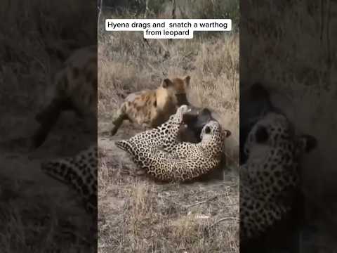 Hyena drags and  snatch a warthog from leopard #leopard #hyena #scary #shorts #wildanimals #youtube