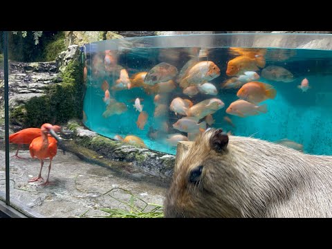 世界一の飼育種類数を誇る鳥羽水族館 #Shorts #カップル旅行