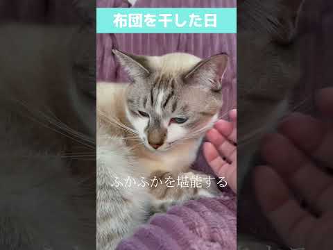 鼻ひくが止まらない猫　#shorts #保護猫